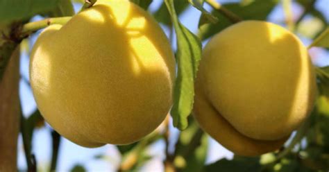 BIO Honigpfirsich (Prunus persica) HONEYSUN