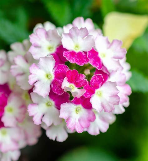 Beautiful Pink Flowers In The Spring Garden Stock Photo Image Of
