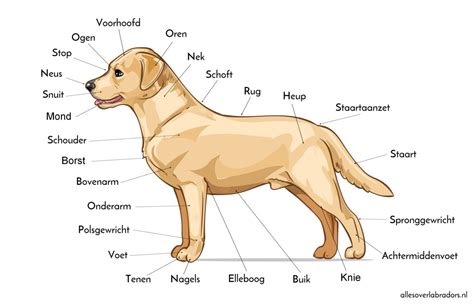 Anatomie Van Een Labrador Retriever Alles Over Labradors