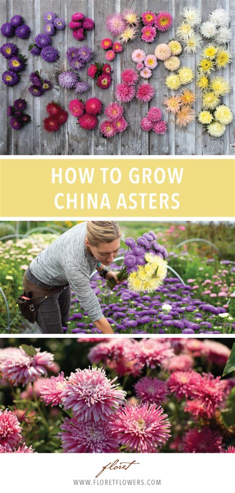 The Amazing World Of China Asters Artofit