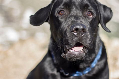 Free Images : vertebrate, labrador retriever, dog breed, guard dog, dog like mammal, carnivoran