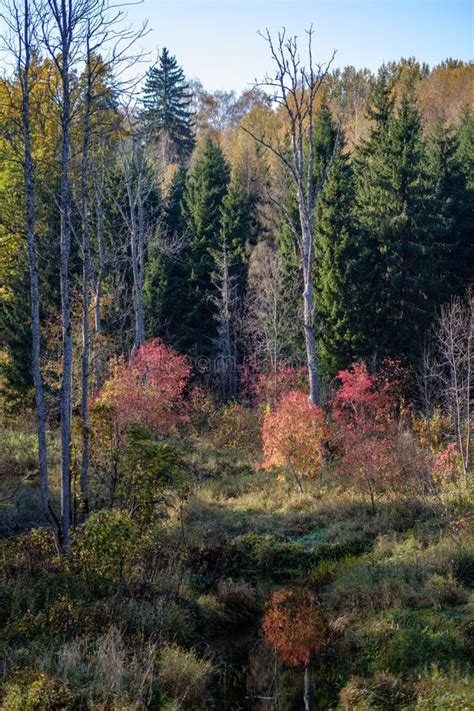 Naked Autumn Trees With Few Red Leaves Stock Photo Image Of Trees Environment