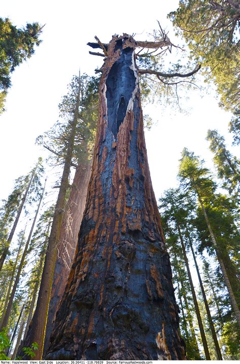 Hazelwood Tree - Famous Redwoods