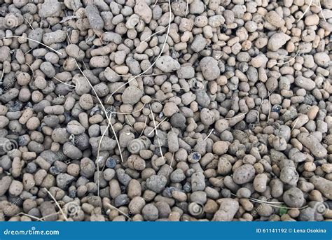 Expanded Clay Aggregate Stock Photo Image 61141192