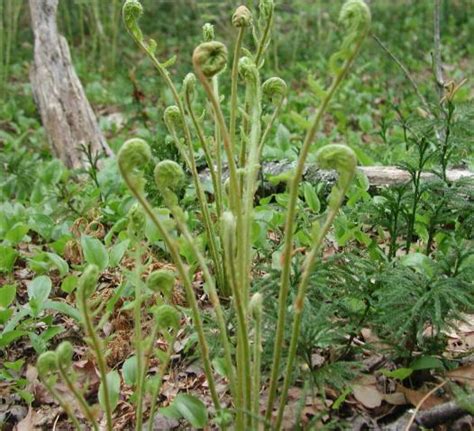 Fiddleheads