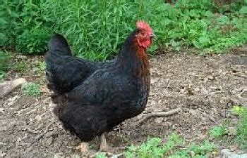 Sex Linked Chickens For Beginners What They Are And How To Breed Them Gallery BackYard