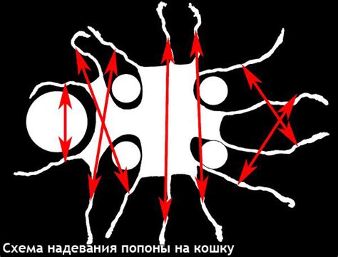 Как надевать послеоперационную попону на кошку: zoo72 — LiveJournal