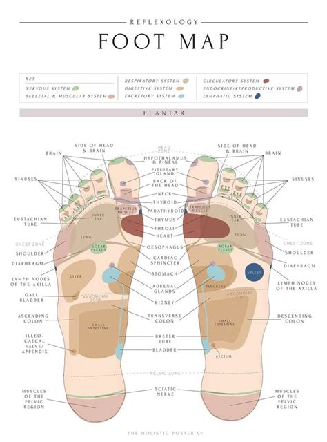 Reflexology Foot Map Foot Chart Print In Sizes A3 A4 VERSION Etsy