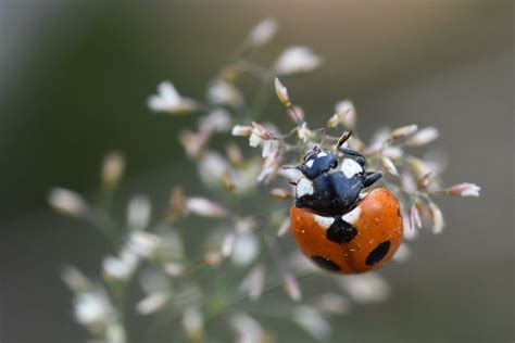 Scarce Seven Spotted Ladybird Beetle From Oderen France On July 16