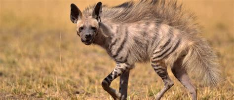 Lion vs Hyena: A Battle of Predators – Archaeology 24