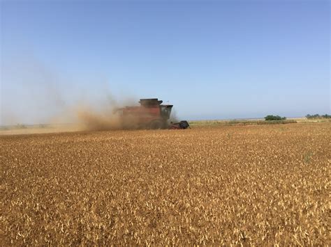 "Новые" гербициды на горохе - Agroson.ru