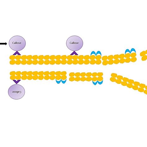 Schematic Image Showing The Severing Of The Actin Filaments By Gelsolin