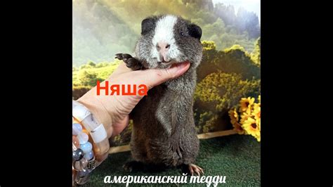 НОВЫЕ питомцы НЯША и ПЛЮША 05.09.23 #морскаясвинка #американскийтедди # ...