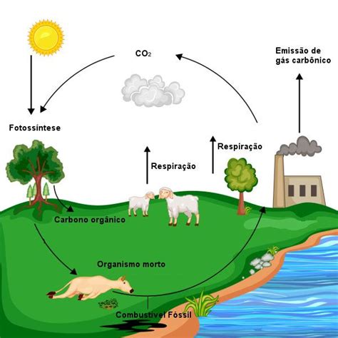 Ciclo Do Carbono Etapas Importância Mapa Mental Brasil Escola