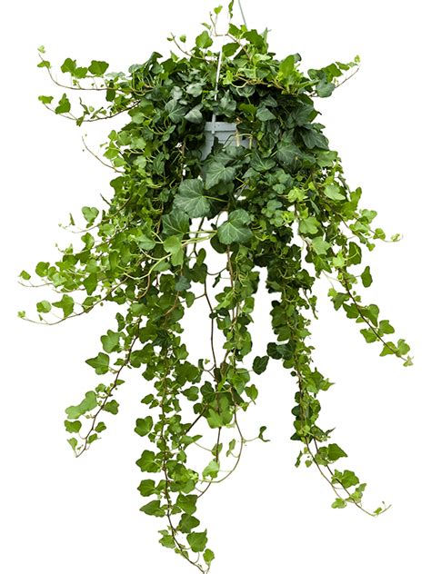 Hedera helix ‘Wonder’ – Emirgan Botanik