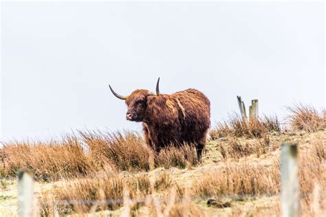 Highland Cow Free Stock Photo Public Domain Pictures
