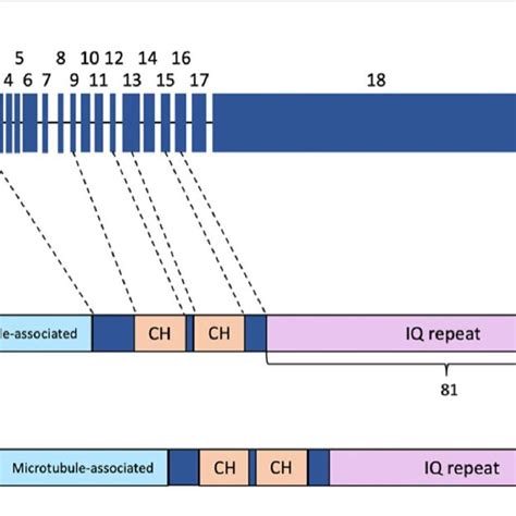 Schematic Of Human Aspm A The 28 Exons Of The Human Aspm Gene Download Scientific Diagram