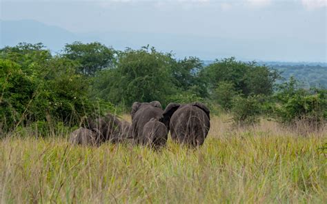 Day Uganda Gorilla And Wildlife Safari