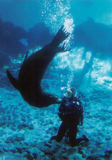 California Sea Lions Home