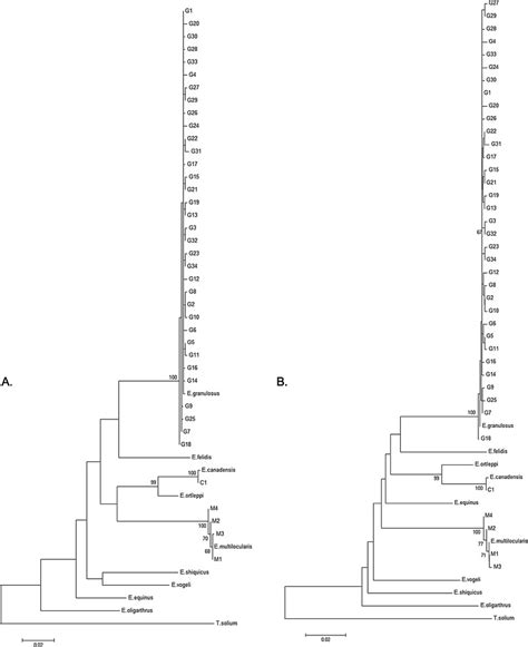 Phylogenetic Trees Reconstructed By Maximum Likelihood A And Neighbor