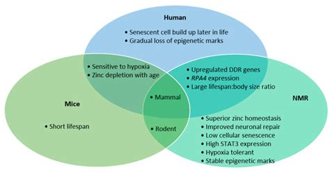 DNA Homeostasis And Senescence Lessons From The Naked Mole Rat PMC