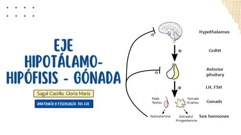 SOLUTION Eje Hipota Lamo Hipo Fisis Go Nada Studypool