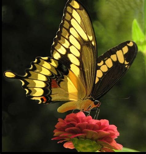 This Yellow Butterfly Ryellow