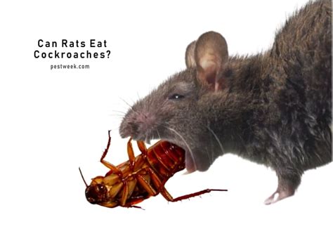 Do Rats Eat Cockroaches: The Food Chain in Your Home