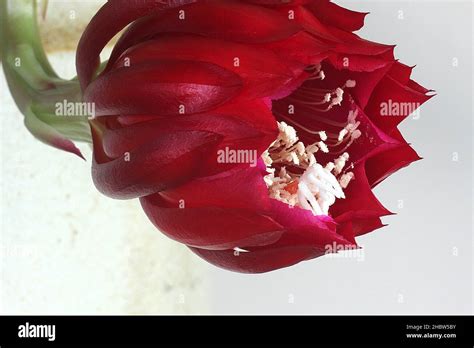 Red Queen Of The Night Cactus Flower Epiphyllum Oxypetalum Stock Photo