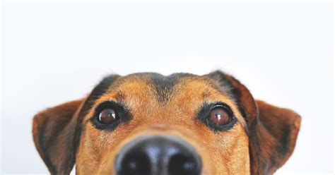 Can Your Dog Eat Popcorn Firstvet