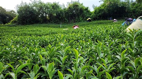 馬烈霸 吊橋頭 2022冬茶 台灣茶烏龍茶紅茶茶葉批發 樂菁茶業