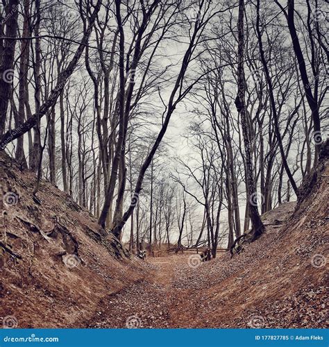 Old Naked Beeches And Fallen Dry Leaves Artistic Photography Special Technique In Darkroom