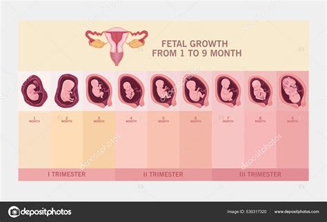 Tamanho Normal De Um Útero - Útero y crecimiento fetal Vector de stock por ©jemastock 530317320