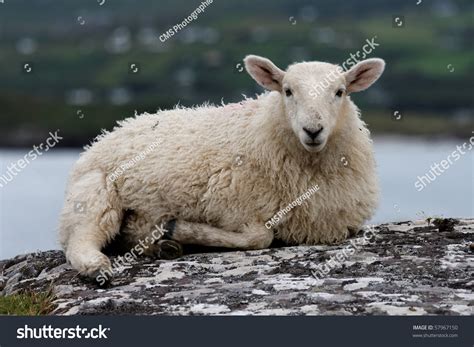 Sheep Sitting On A Rock On Lambs Head Co Kerry Ireland Stock Photo