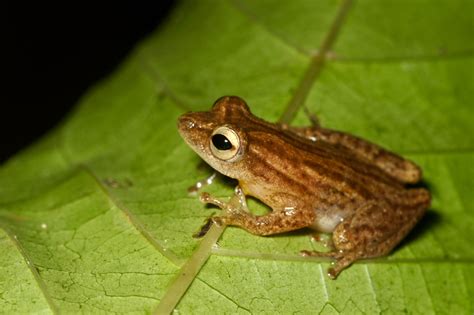 Variable Reed Frog Hx Fauna Of The Bissagos · Inaturalist