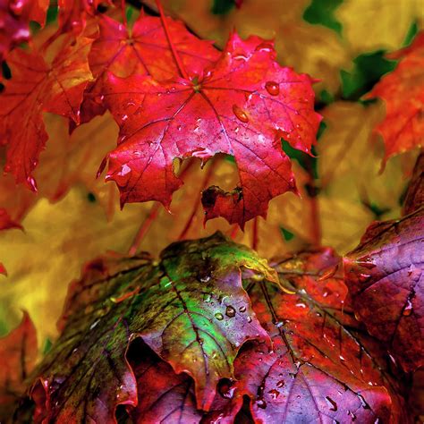 Autumn Rain Photograph By David Patterson Fine Art America