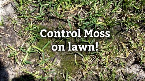 Easiest Way To Remove Moss From Lawn At Tim Lowell Blog