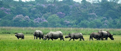 The Flora Of Pobitora National Park Discovering Assam S Rich Plant Life