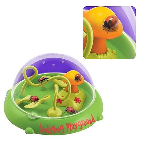 Ladybug Playground Live Ladybug Viewer Entertainment Earth