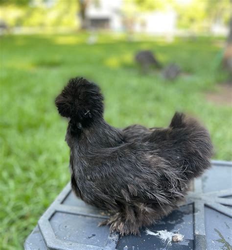 Silkie Hatching Eggs Hens Choice, Black, White, project 4 Satin/Frizzl ...