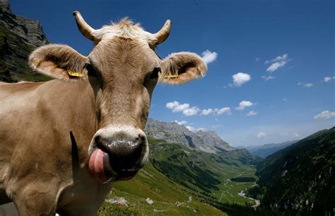 Cows have horns in ads and in tourism - SWI swissinfo.ch