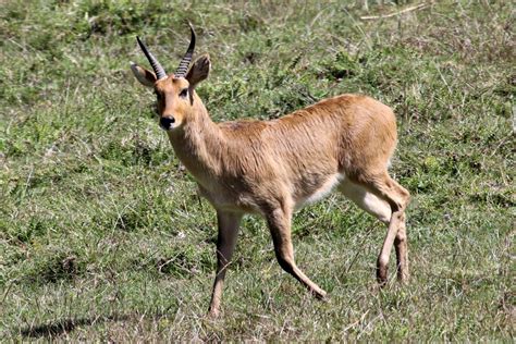 Abyssinian bohor reedbuck (Redunca redunca bohor) male - ZooChat