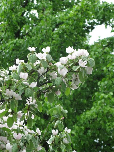 Flowering quince tree stock photo. Image of light, flowerets - 176824214