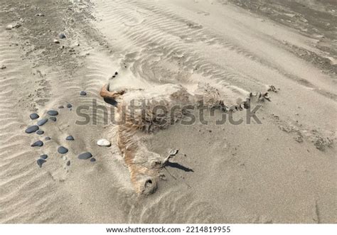 Dead Deer Carcass On Beach Covered Stock Photo 2214819955 Shutterstock