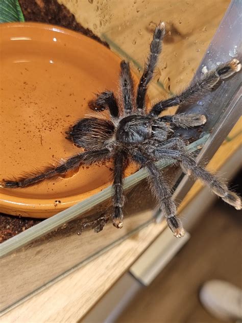 Avicularia Avicularia Female Arachnoboards