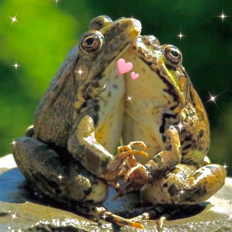 Funny Frogs Cute Frogs Baby Animals Funny Animals Cute Animals