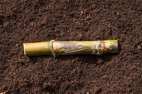 Saccharum Officinarum Sugar Cane Siampictures