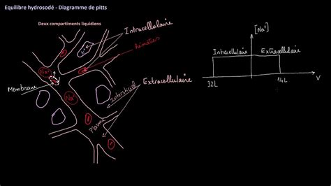 Diagramme De Pitts Equilibre Hydrosod Biophysique Youtube