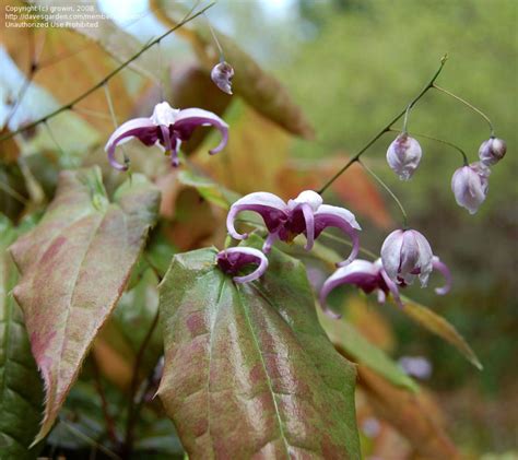 Plantfiles Pictures Chinese Epimedium Fairy Wings Epimedium