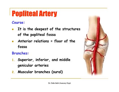 The Back Of The Thigh And Popliteal Fossa Ppt